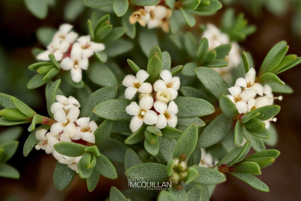 wharengarara (Pimelea prostrata), Thymelaeaceae, photographed in New Zealand by Bryce McQuillan