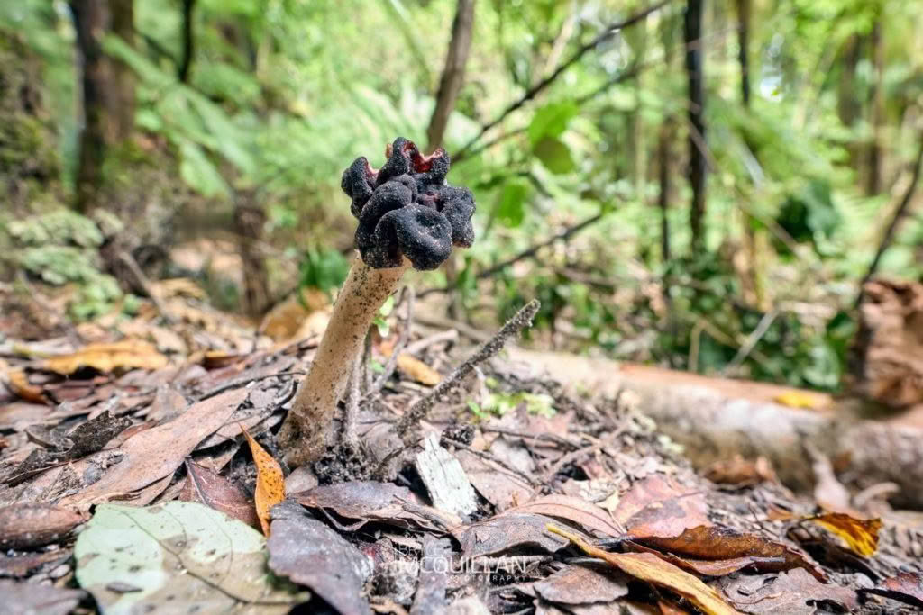 Southern False Morel (Gyromitra tasmanica), Discinaceae, photographed in New Zealand by Bryce McQuillan