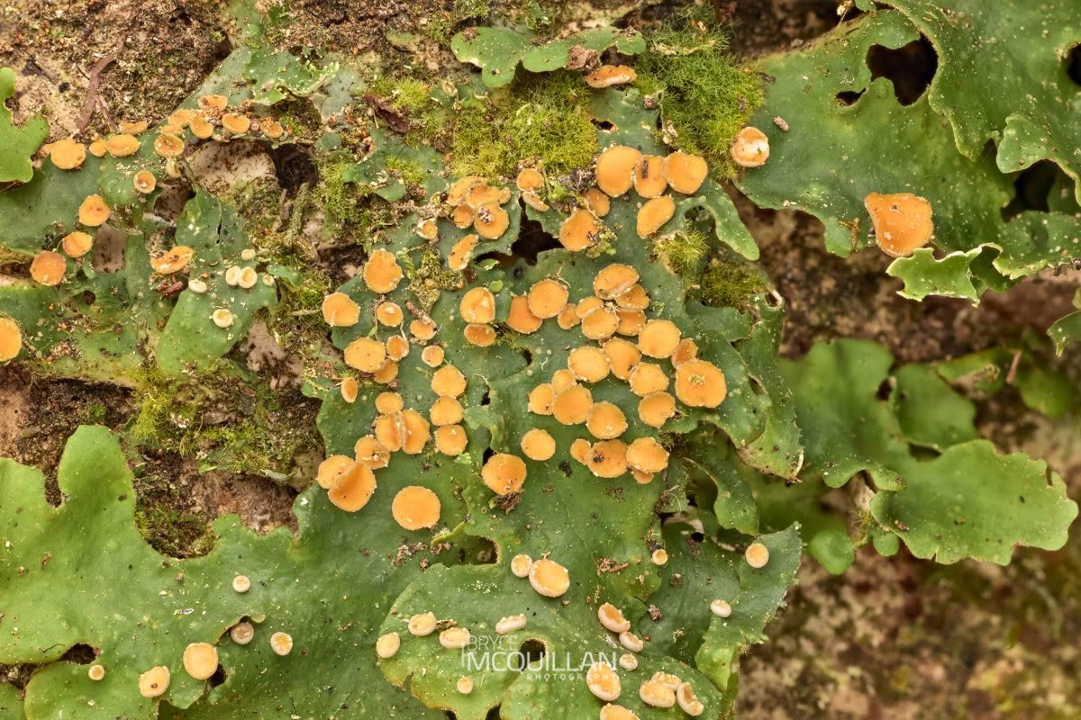 Teddy bear lichen (Pseudocyphellaria coriacea), Coenogoniaceae, photographed in New Zealand by Bryce McQuillan