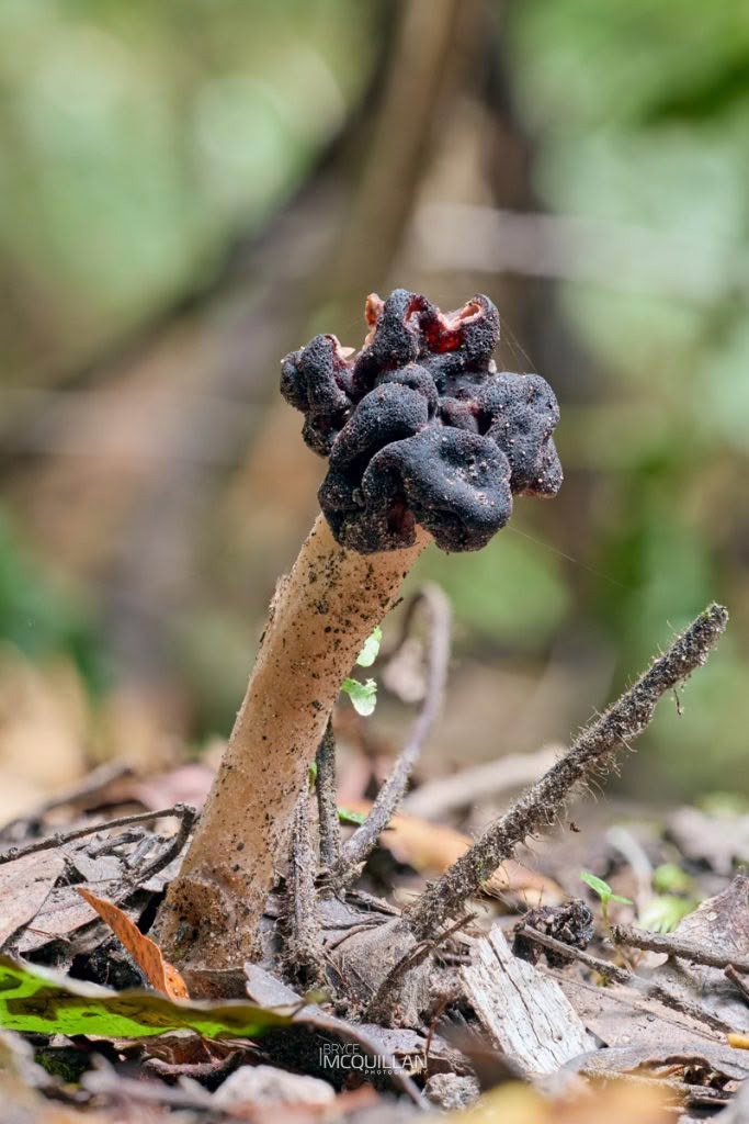 Southern False Morel (Gyromitra tasmanica), Discinaceae, photographed in New Zealand by Bryce McQuillan