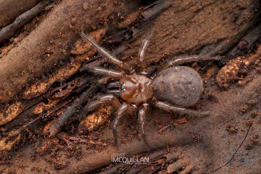 Tunnelweb Spiders (Porrhothele sp), Porrhothelidae, photographed in New Zealand by Bryce McQuillan