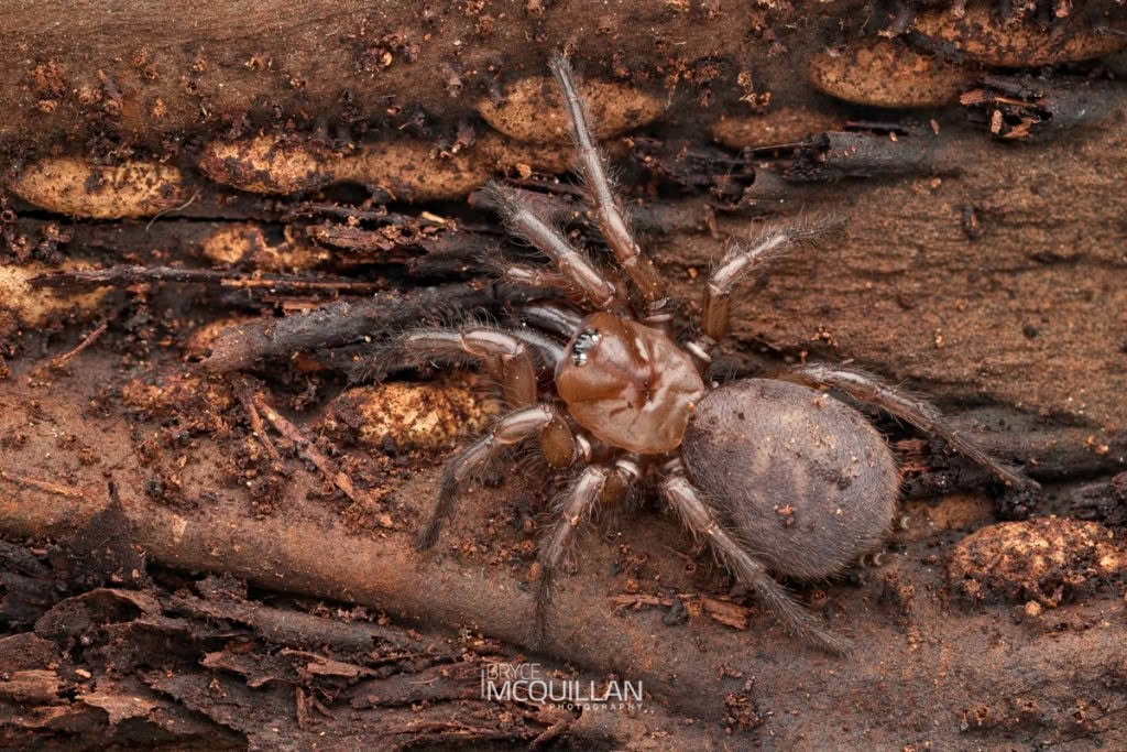 Tunnelweb Spiders (Leptinella squalida), Porrhothelidae, photographed in New Zealand by Bryce McQuillan
