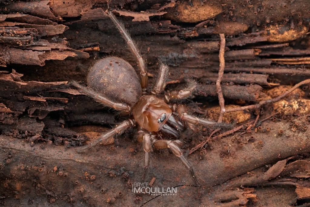 Tunnelweb Spiders (Porrhothele sp), Porrhothelidae, photographed in New Zealand by Bryce McQuillan