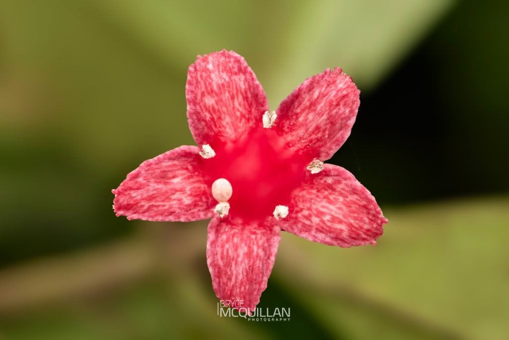 toropapa (Alseuosmia macrophylla), Alseuosmiaceae, photographed in New Zealand by Bryce McQuillan