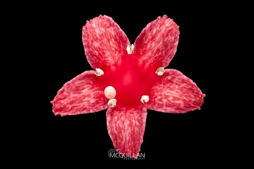 toropapa (Alseuosmia macrophylla), Alseuosmiaceae, photographed in New Zealand by Bryce McQuillan