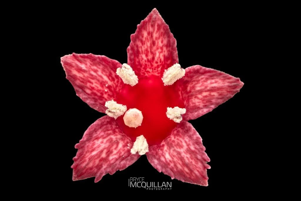 toropapa (Alseuosmia macrophylla), Alseuosmiaceae, photographed in New Zealand by Bryce McQuillan
