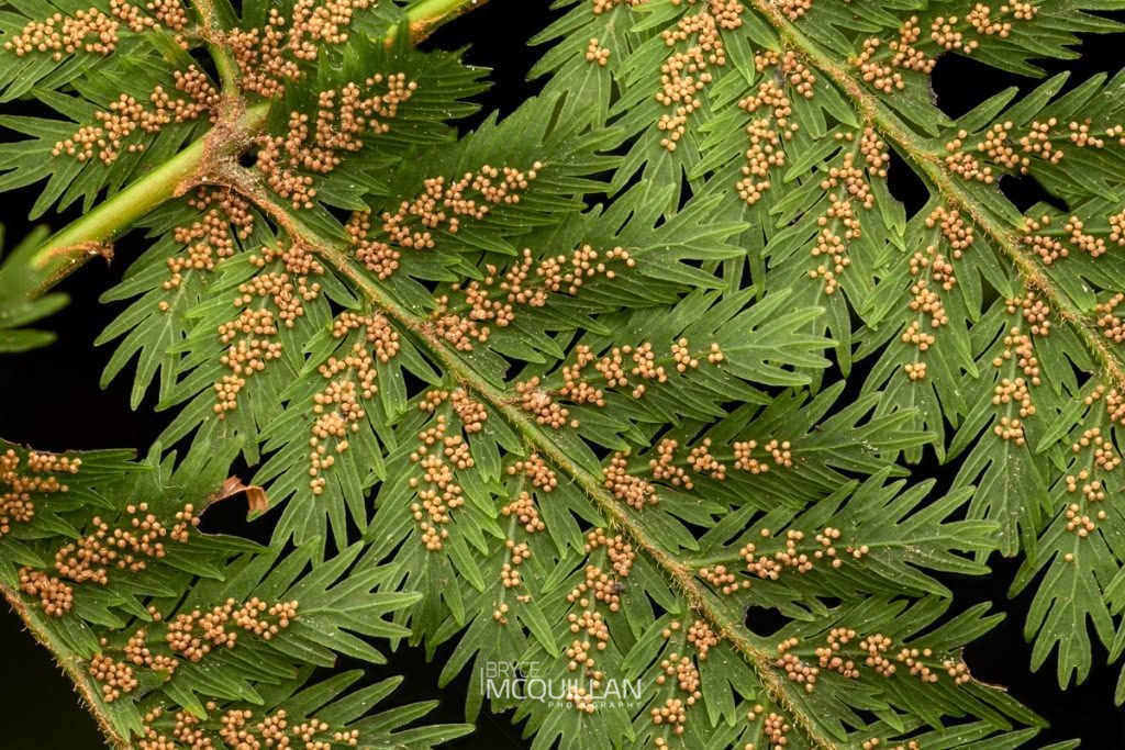 Crepe fern (Leptopteris hymenophylloides), Salticidae, photographed in New Zealand by Bryce McQuillan