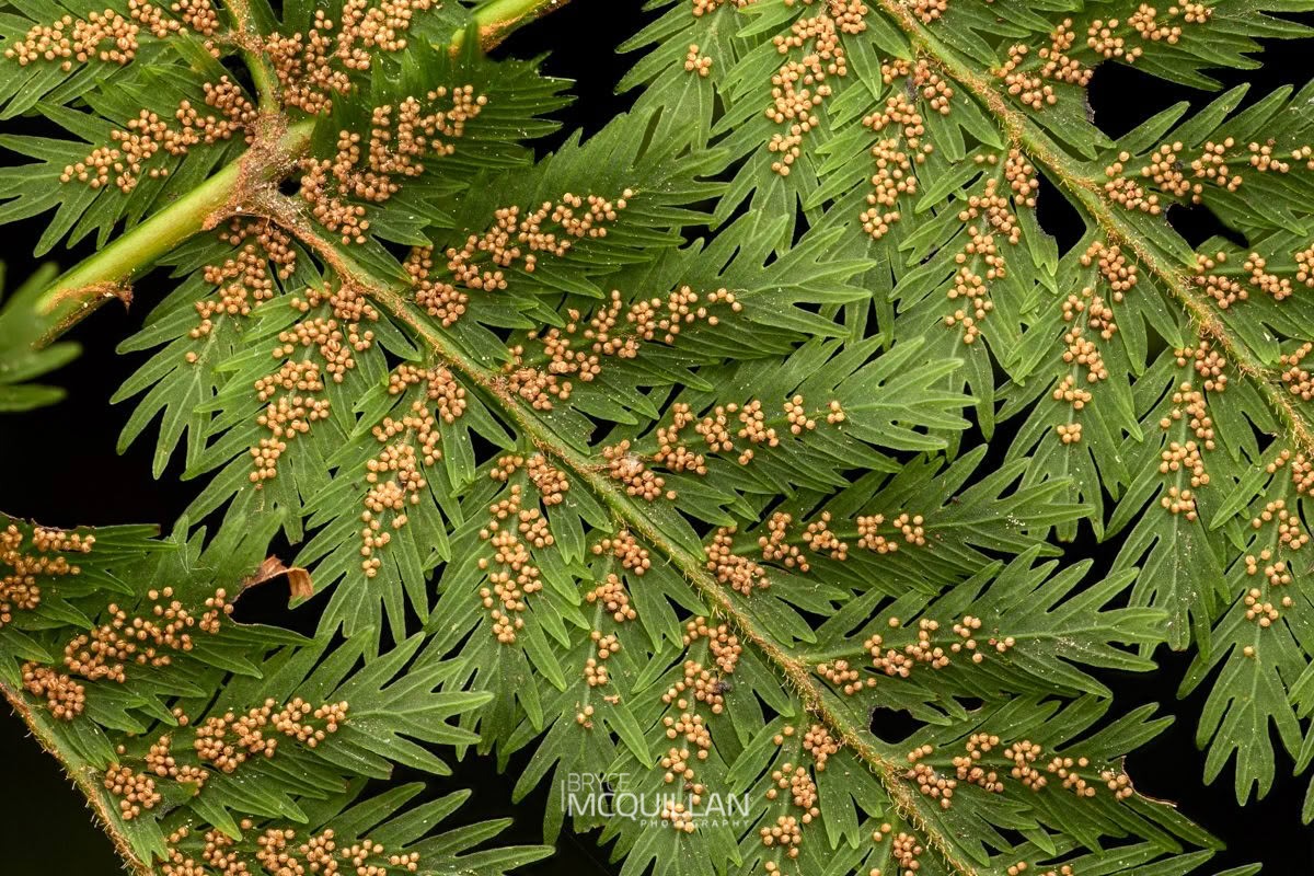 Crepe fern (Leptopteris hymenophylloides), Salticidae, photographed in New Zealand by Bryce McQuillan