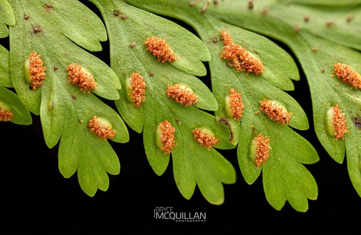 Hen and chickens fern (Asplenium bulbiferum), Aspleniaceae, photographed in New Zealand by Bryce McQuillan