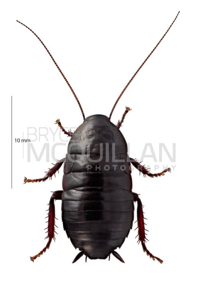 BMcQ-3232E.tif (Platyzosteria sp), Blattidae, photographed in New Zealand by Bryce McQuillan