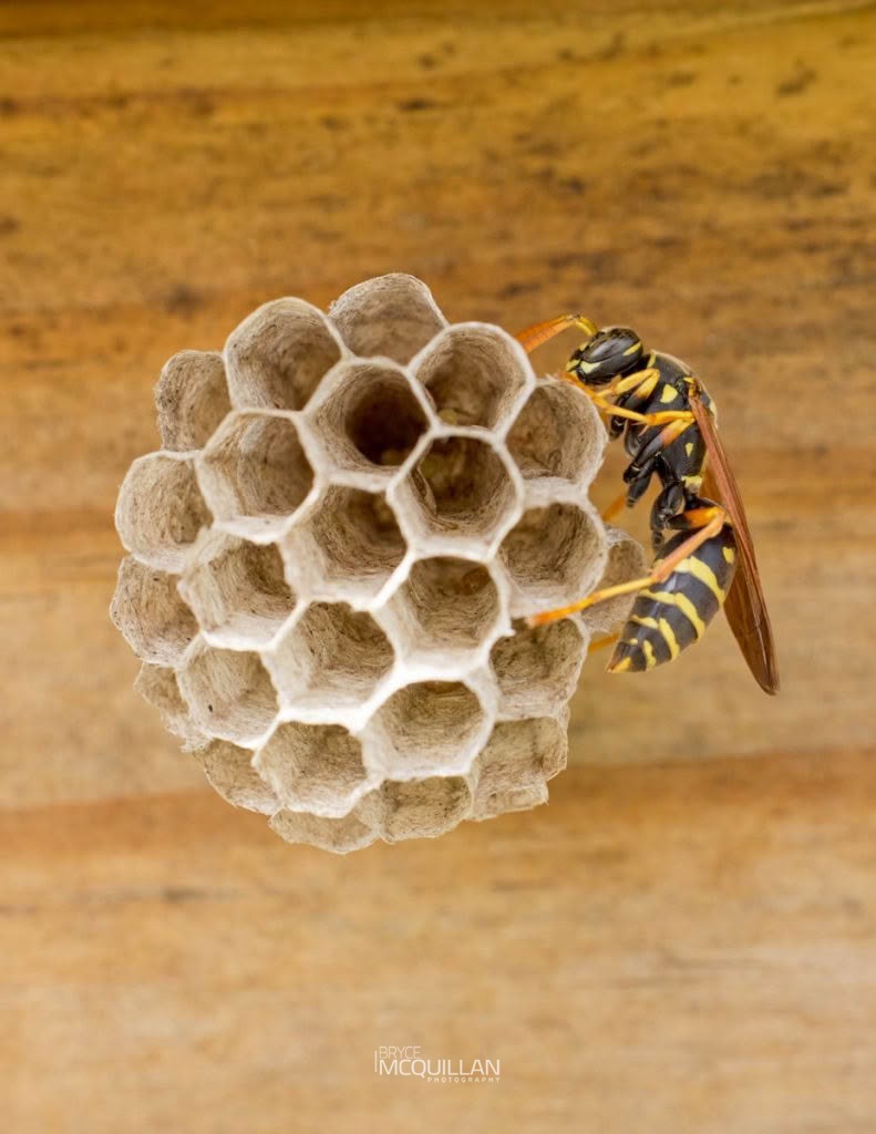 Asian Paper Wasp (Polistes chinensis), Vespidae, photographed in New Zealand by Bryce McQuillan