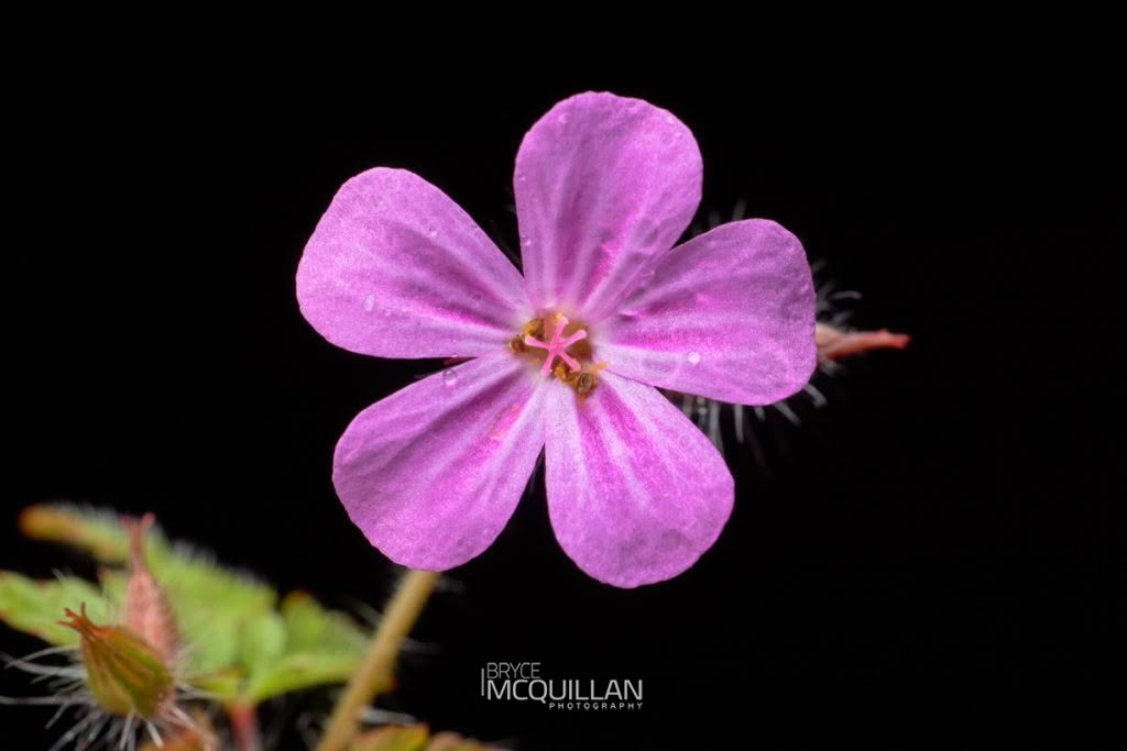Herb Robert (Geranium robertianum), Geraniaceae, photographed in New Zealand by Bryce McQuillan
