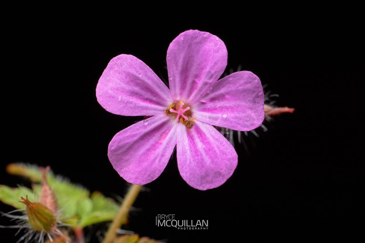 Herb Robert (Geranium robertianum), Geraniaceae, photographed in New Zealand by Bryce McQuillan