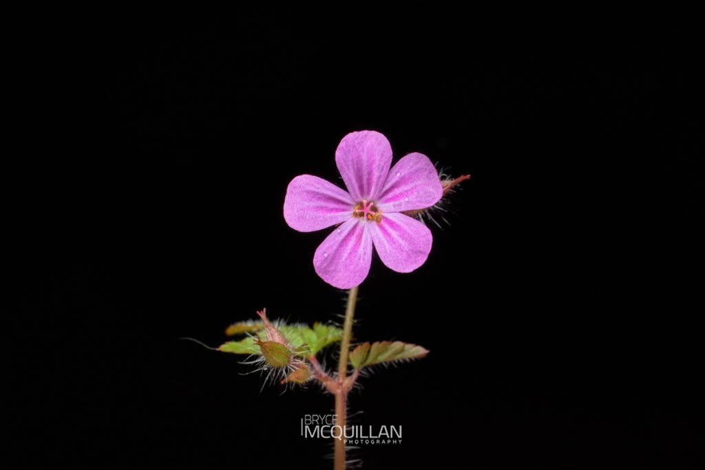 Herb Robert (Geranium robertianum), Geraniaceae, photographed in New Zealand by Bryce McQuillan