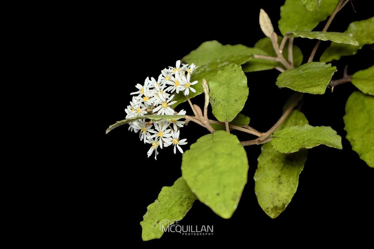 Shawia rani, photographed in New Zealand by Bryce McQuillan