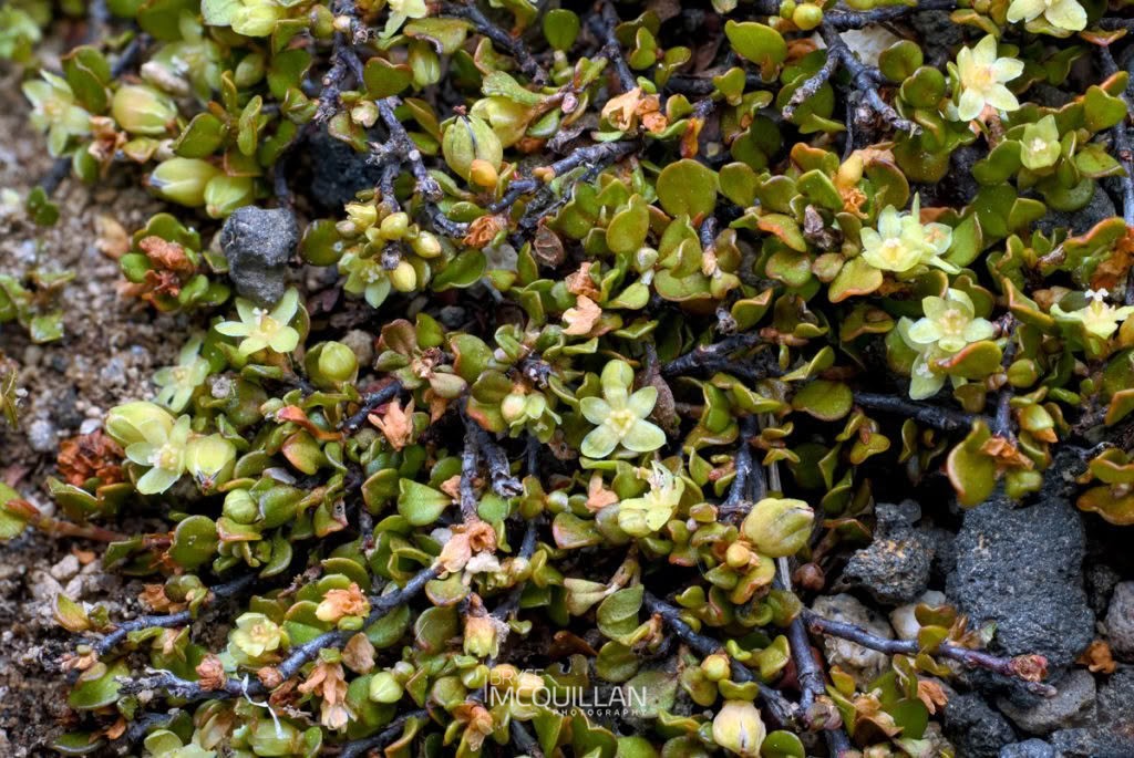 Creeping Wire Vine (Muehlenbeckia axillaris), Polygonaceae, photographed in New Zealand by Bryce McQuillan