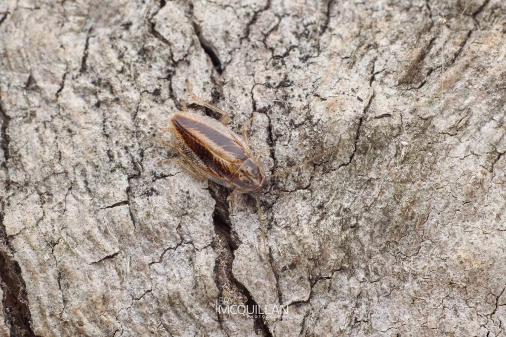 Balta spuria, Blattidae, photographed in New Zealand by Bryce McQuillan