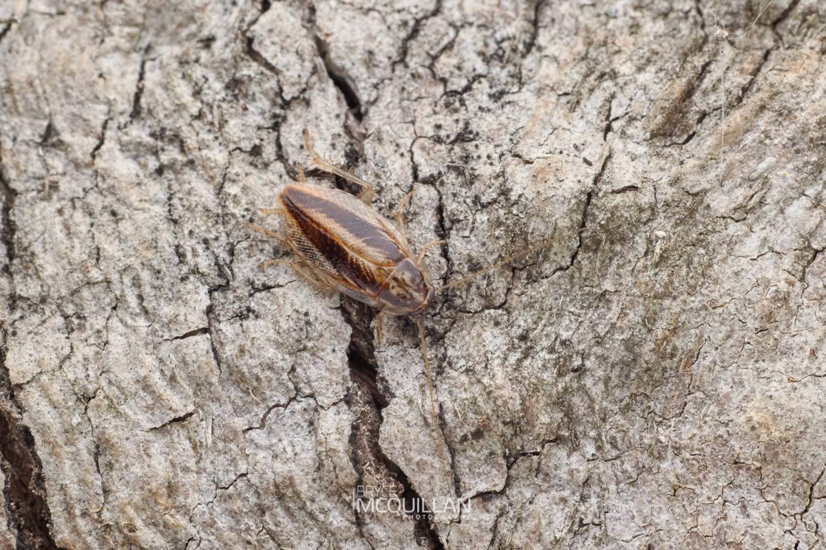 Balta spuria, Blattidae, photographed in New Zealand by Bryce McQuillan