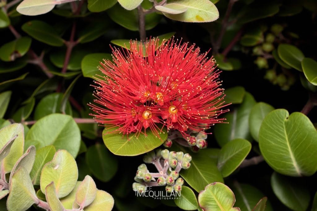 Pōhutukawa (Metrosideros excelsa), Myrtaceae, photographed in New Zealand by Bryce McQuillan
