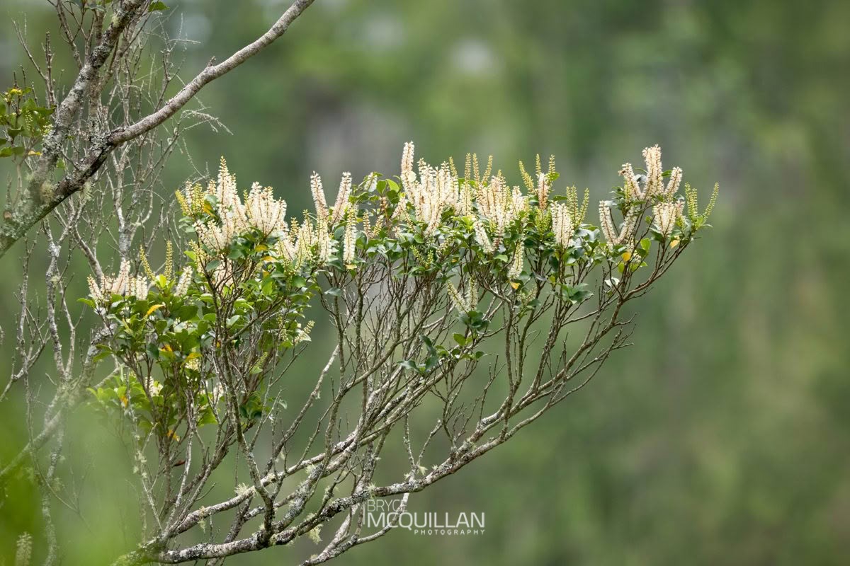 kāmahi (Pterophylla racemosa), Cunoniaceae, photographed in New Zealand by Bryce McQuillan