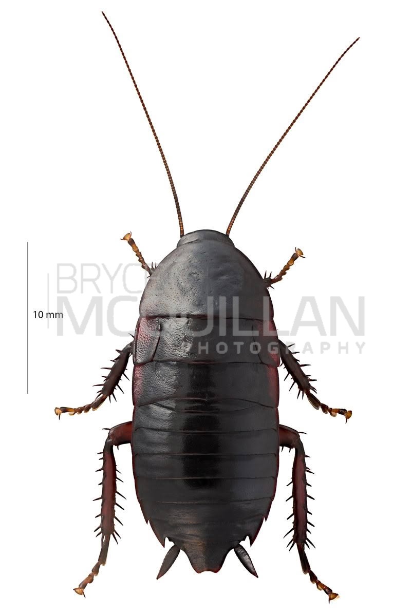 Platyzosteria sp, Blattidae, photographed in New Zealand by Bryce McQuillan