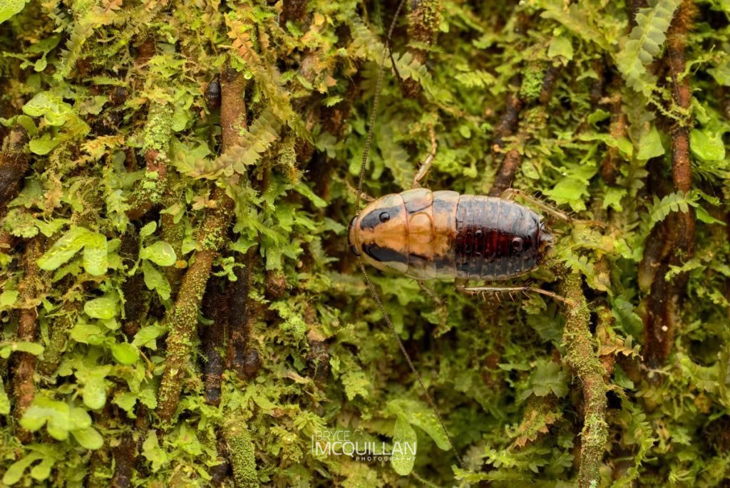 Celatoblatta spp, Blattidae, photographed in New Zealand by Bryce McQuillan