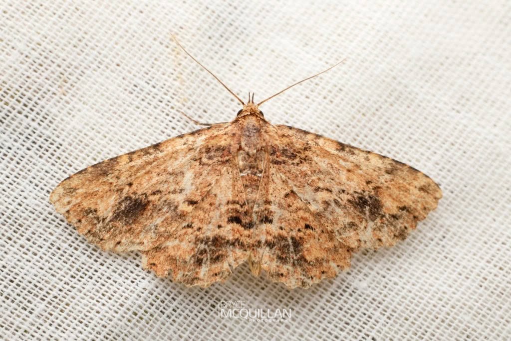Artigisa melanephele, Erebidae, photographed in New Zealand by Bryce McQuillan