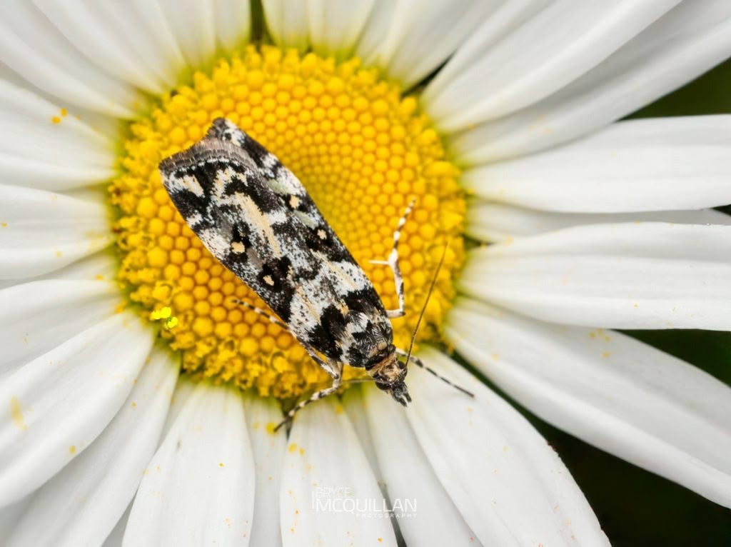 Shining Scoparia (Eudonia diphtheralis), Crambidae, photographed in New Zealand by Bryce McQuillan