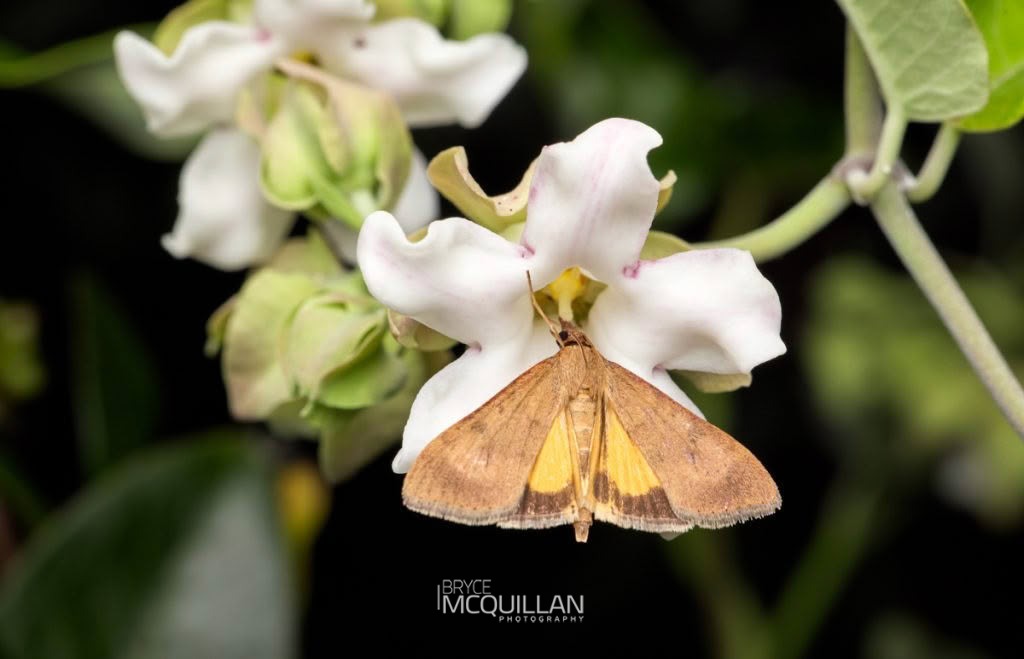 Kōwhai moth (Uresiphita maorialis), Crambidae, photographed in New Zealand by Bryce McQuillan