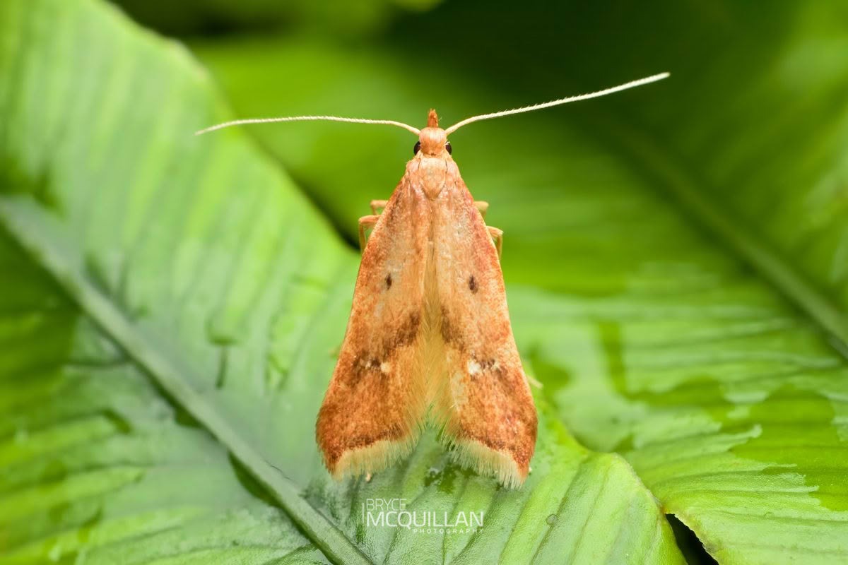 Thambotricha Vates, Epermeniidae, photographed in New Zealand by Bryce McQuillan