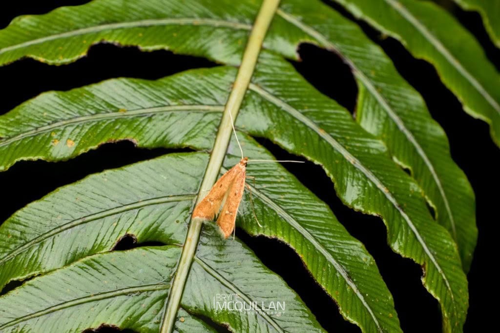 Thambotricha Vates, Epermeniidae, photographed in New Zealand by Bryce McQuillan