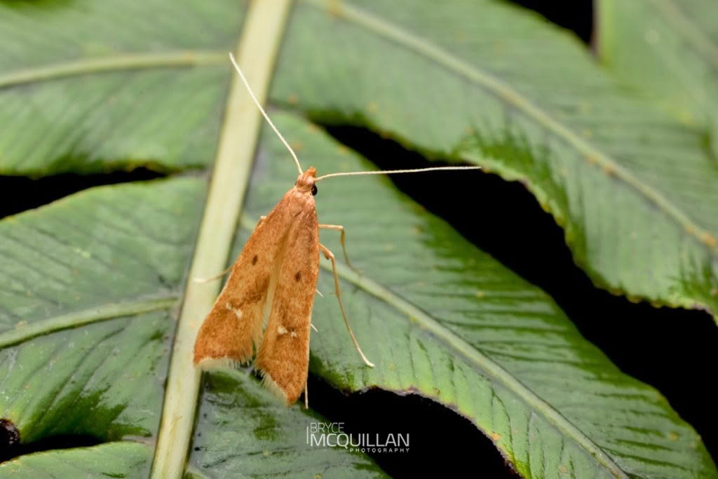 Thambotricha Vates, Epermeniidae, photographed in New Zealand by Bryce McQuillan