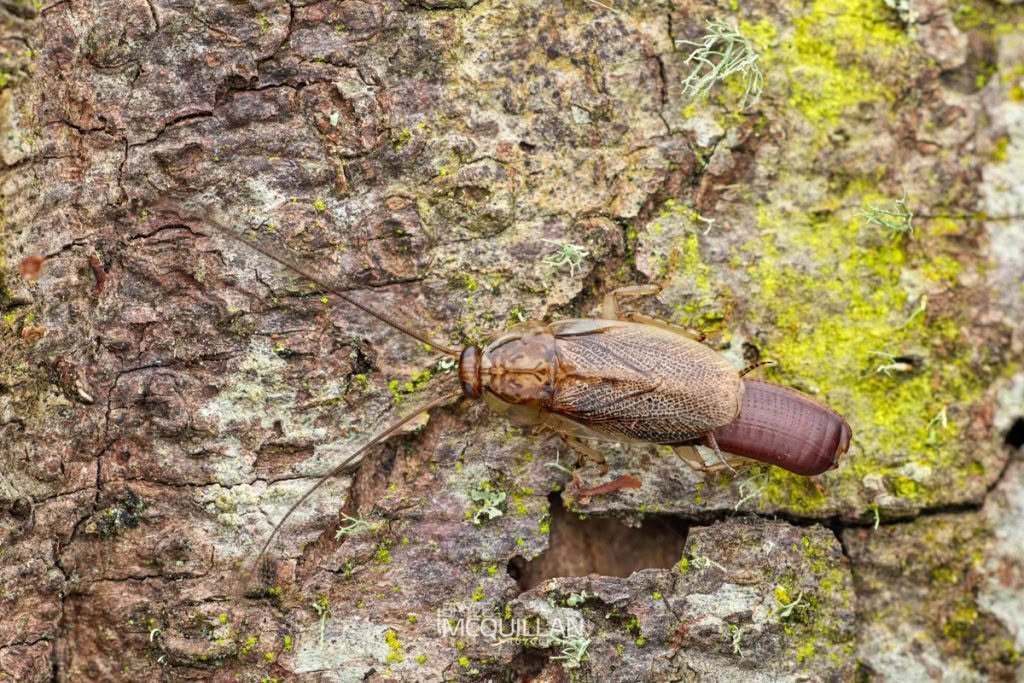 Parellipsidion latipenne, Blattidae, photographed in New Zealand by Bryce McQuillan