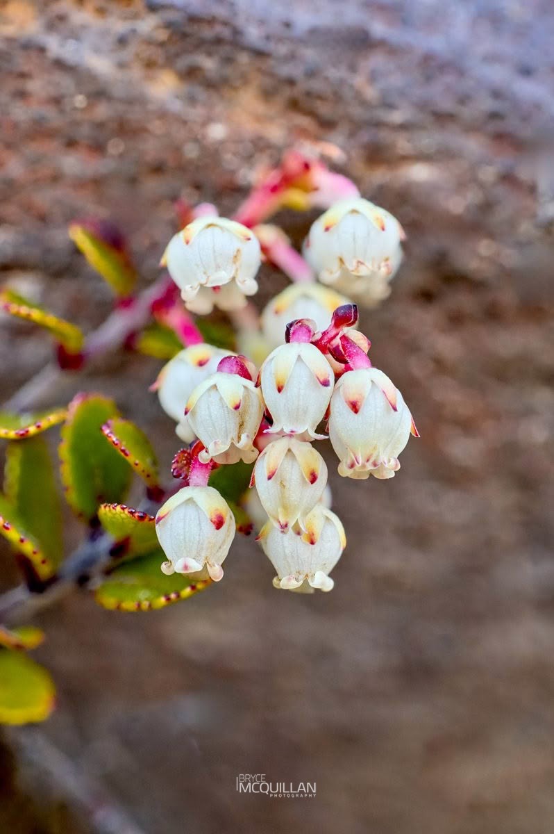 Scarlet Snowberry (Gaultheria colensoi), Ericaceae, photographed in New Zealand by Bryce McQuillan