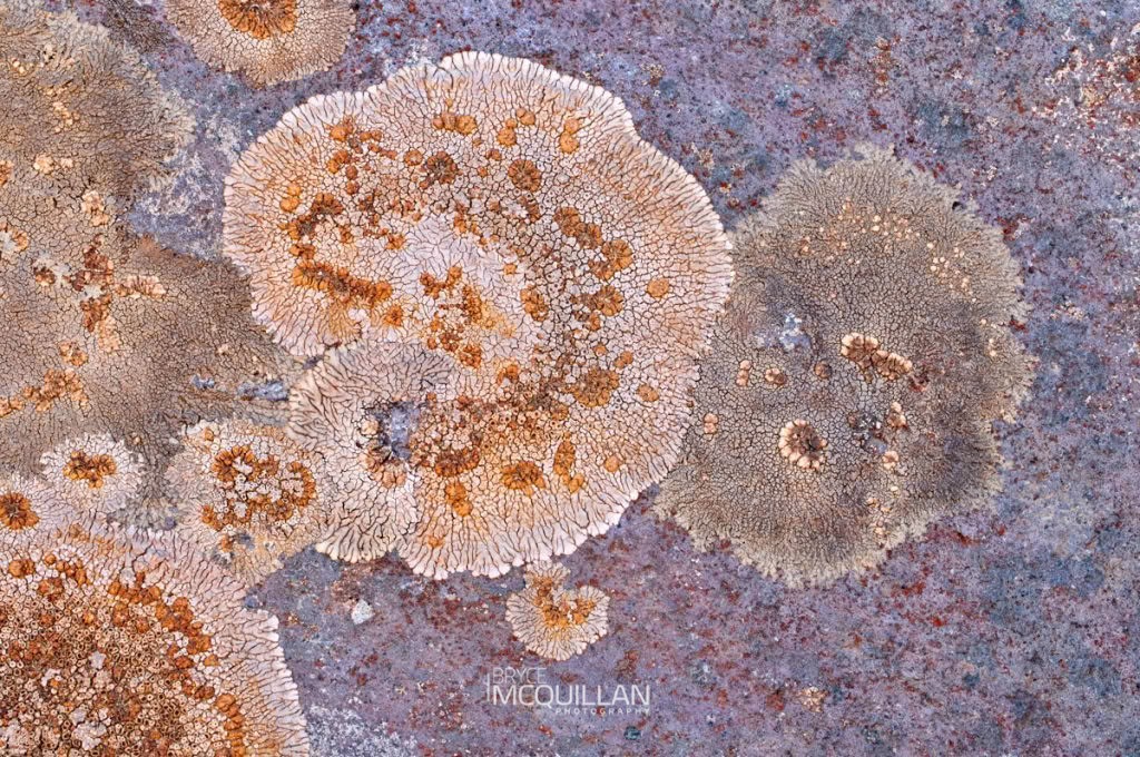 Placopsis sp, photographed in New Zealand by Bryce McQuillan