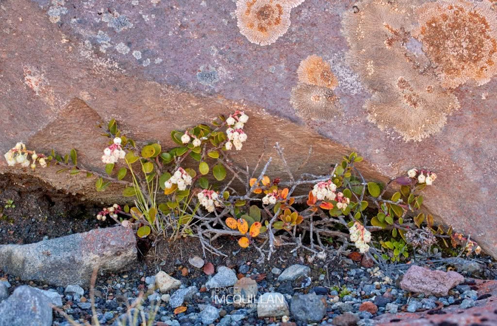 Scarlet Snowberry (Gaultheria colensoi), Ericaceae, photographed in New Zealand by Bryce McQuillan