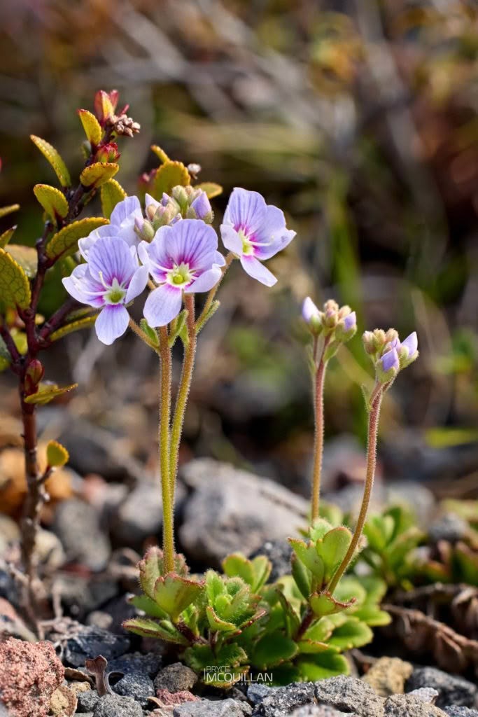 Hooker's Speedwell (Veronica hookeriana), Plantaginaceae, photographed in New Zealand by Bryce McQuillan
