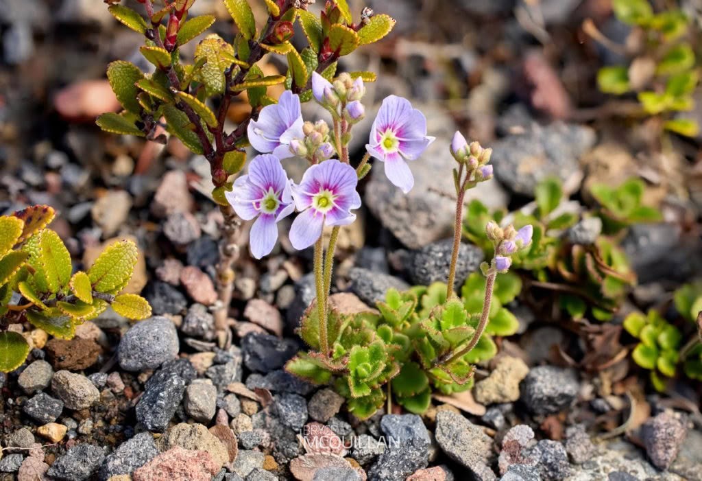 Hooker's Speedwell (Veronica hookeriana), Plantaginaceae, photographed in New Zealand by Bryce McQuillan
