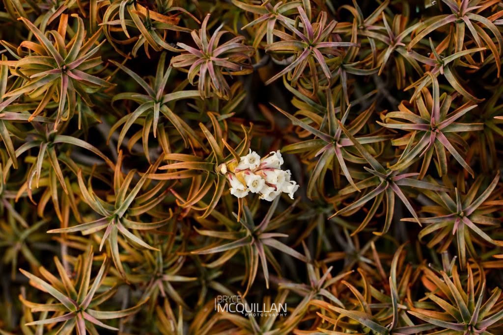 Dracophyllum recurvum, Ericaceae, photographed in New Zealand by Bryce McQuillan