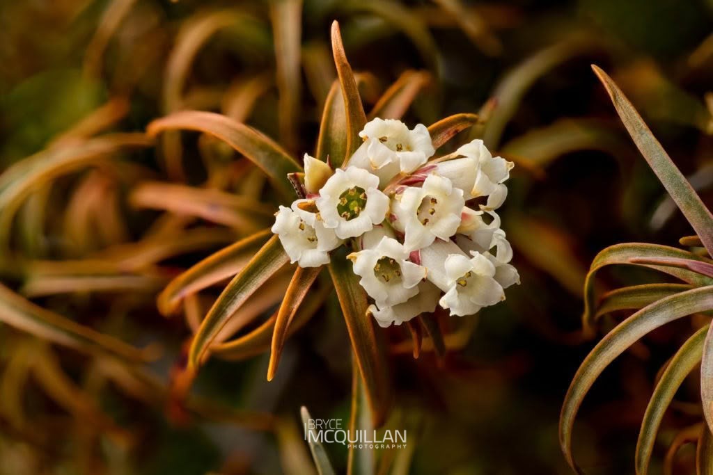 Dracophyllum recurvum, Ericaceae, photographed in New Zealand by Bryce McQuillan