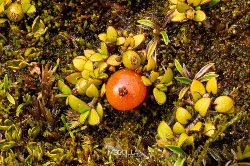 Creeping Coprosma (Coprosma perpusilla), Rubiaceae, photographed in New Zealand by Bryce McQuillan