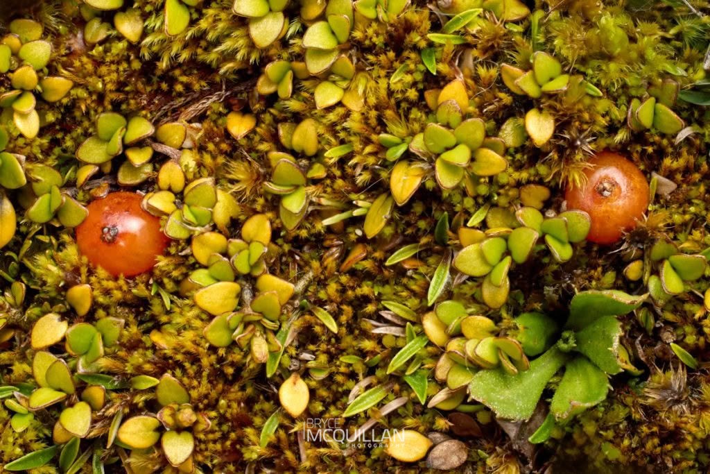 Creeping Coprosma (Coprosma perpusilla), Rubiaceae, photographed in New Zealand by Bryce McQuillan
