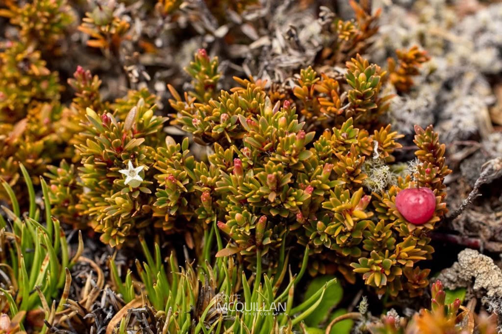 carpet heath (Pentachondra pumila), Ericaceae, photographed in New Zealand by Bryce McQuillan