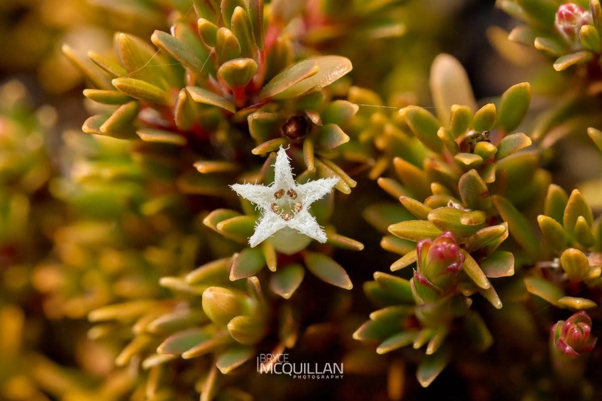 carpet heath (Pentachondra pumila), Ericaceae, photographed in New Zealand by Bryce McQuillan