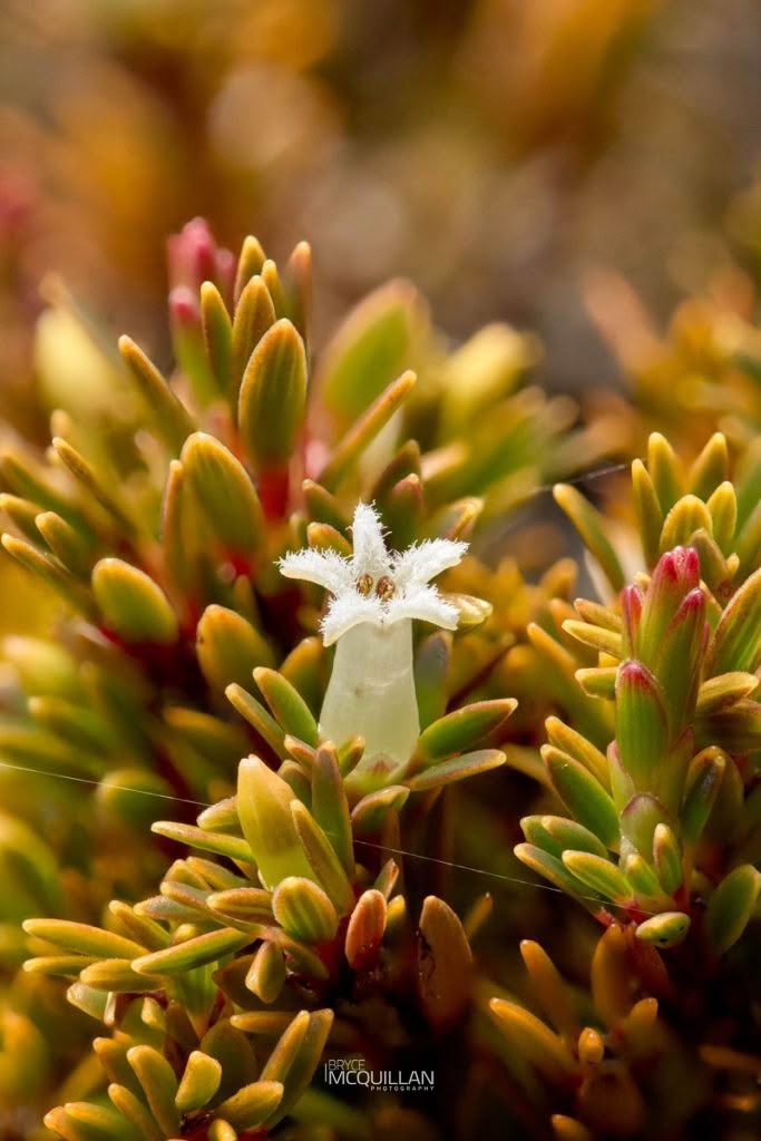 carpet heath (Pentachondra pumila), Ericaceae, photographed in New Zealand by Bryce McQuillan