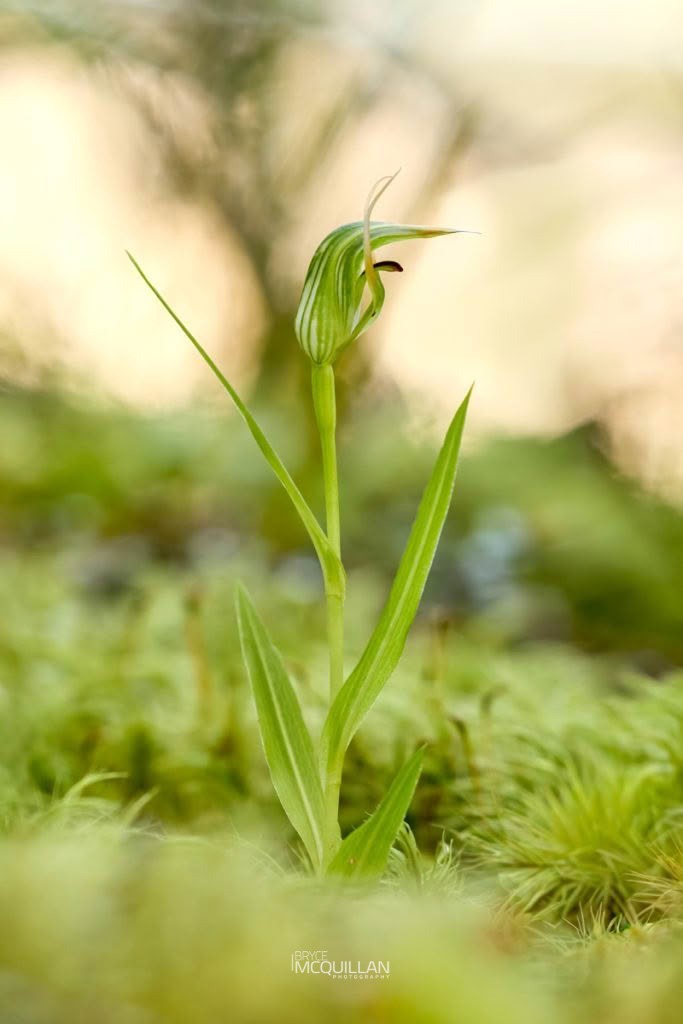 New Zealand mountain greenhood (Pterostylis montana), Orchidaceae, photographed in New Zealand by Bryce McQuillan