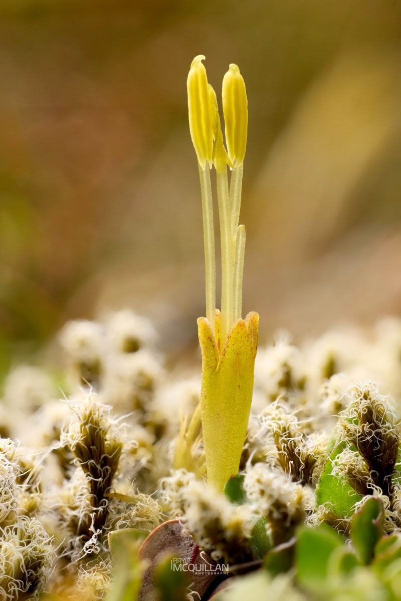 Creeping Coprosma (Coprosma perpusilla), Rubiaceae, photographed in New Zealand by Bryce McQuillan