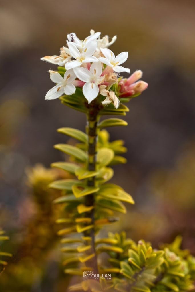 Pimelea buxifolia, photographed in New Zealand by Bryce McQuillan
