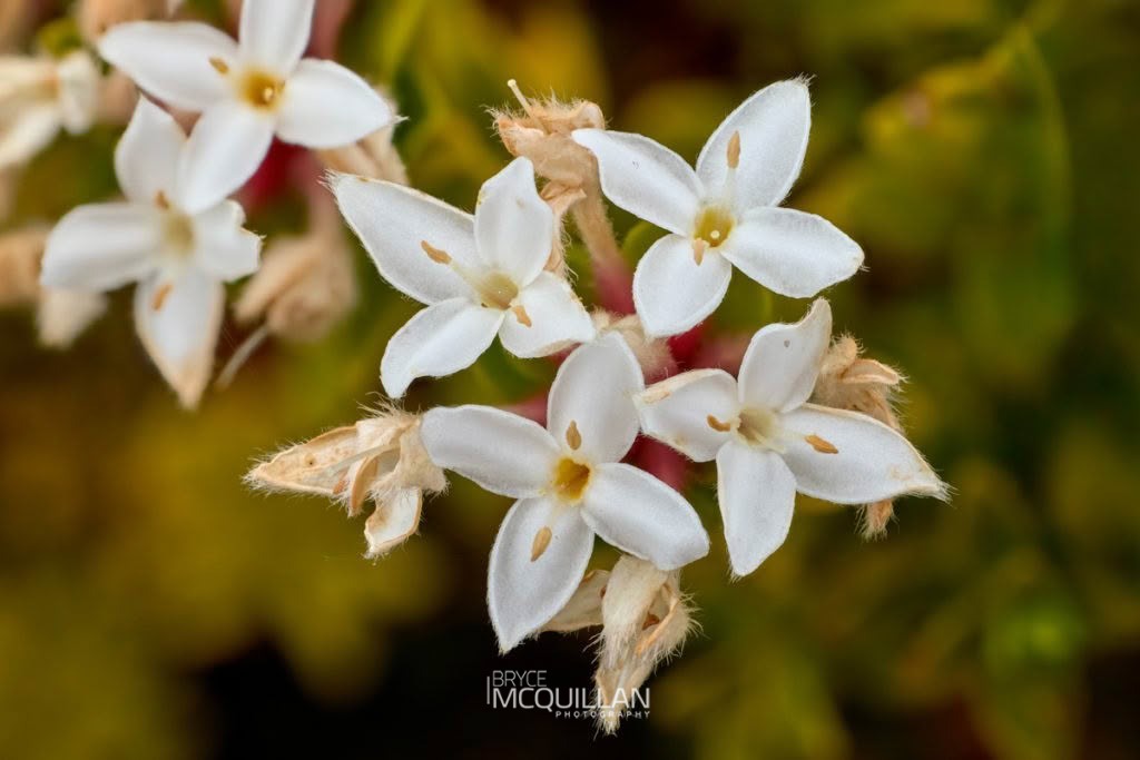 Pimelea buxifolia, photographed in New Zealand by Bryce McQuillan