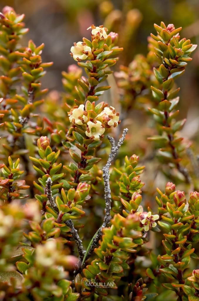 Nehenehe (Epacris alpina), Ericaceae, photographed in New Zealand by Bryce McQuillan